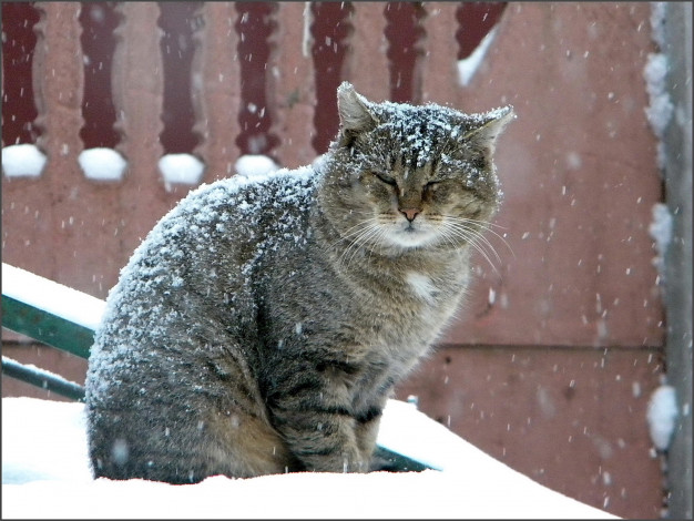 Обои картинки фото животные, коты, зима, снегопад