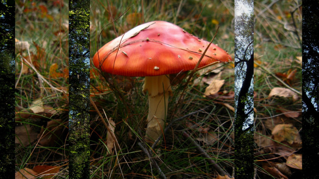 Обои картинки фото природа, грибы, трава, гриб, красная, шляпка