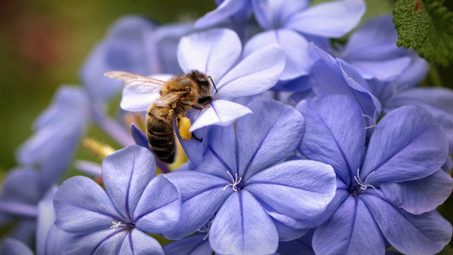 Обои картинки фото животные, пчелы,  осы,  шмели, пчела, крылья, пыльца, лепестки, сиреневые, цветы