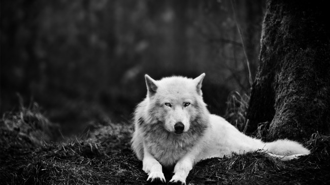 Обои картинки фото животные, волки, темнота, волк, глаза, животное, белый, лес