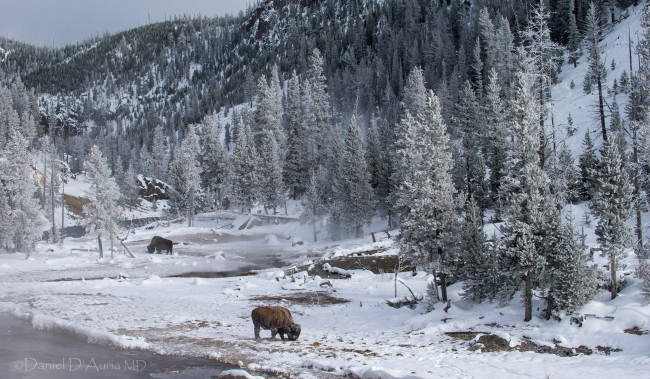 Обои картинки фото животные, зубры,  бизоны, бизоны, зима, лес