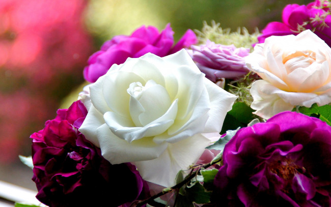 Обои картинки фото цветы, розы, лепестки
