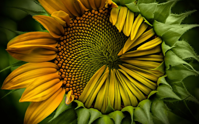 Обои картинки фото sunflower, цветы, подсолнухи, корзинка, подсолнух