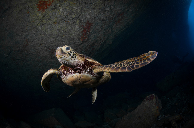 Обои картинки фото животные, Черепахи, океан, ласты, черепаха