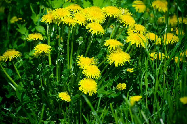 Обои картинки фото цветы, одуванчики, зелень, трава, жёлтые
