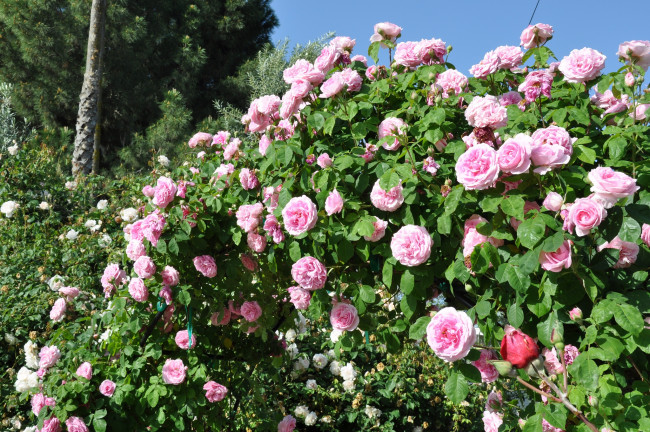 Обои картинки фото цветы, розы, розовый, кусты