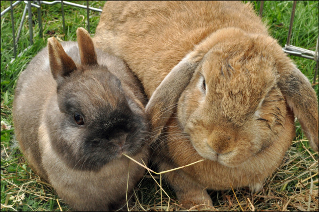 Обои картинки фото животные, кролики,  зайцы, кролика, два