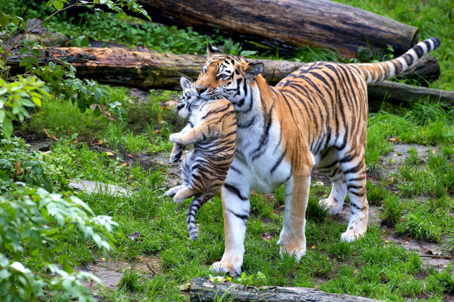 Обои картинки фото животные, тигры, переноска, малыш, мама