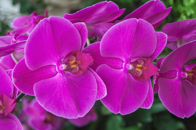 Обои картинки фото цветы, орхидеи, малиновый