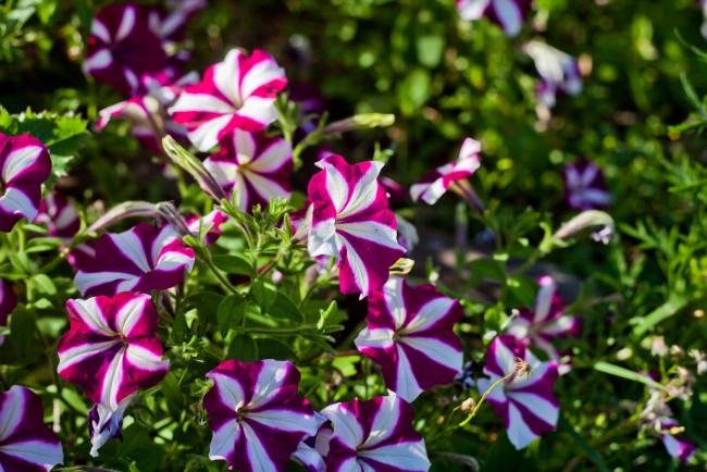 Обои картинки фото цветы, петунии,  калибрахоа, белые, фиолетовые, питунии