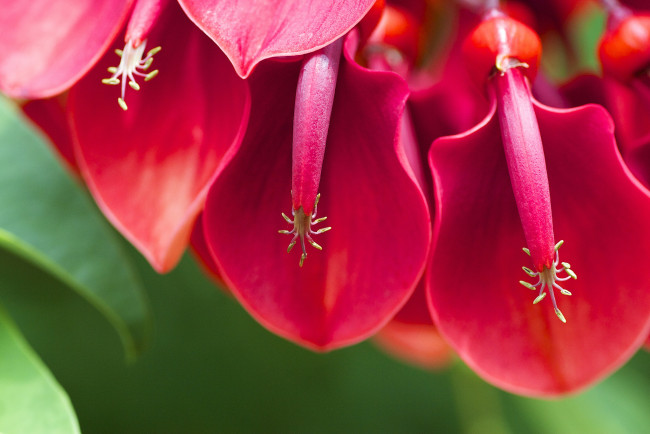 Обои картинки фото эритрина петушиный гребень, цветы, эритрина, макро, петушиный, гребень
