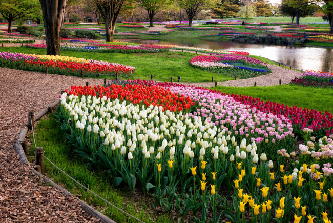 Обои картинки фото цветы, тюльпаны, парк, дорожки, ручей, клумбы