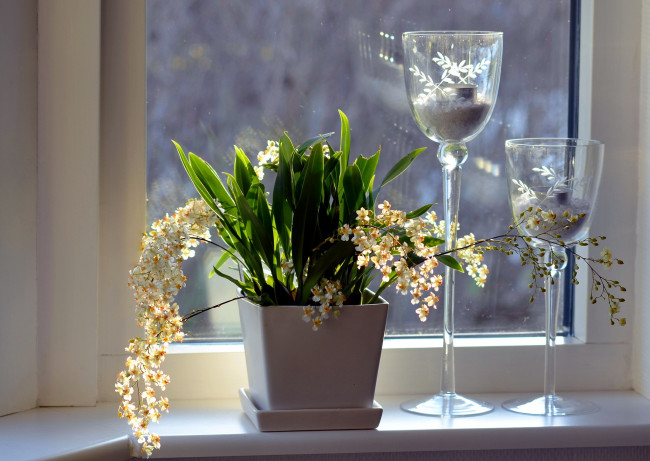 Обои картинки фото цветы, орхидеи, вазон, окно, подсвечники
