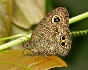 Картинка животные бабочки +мотыльки +моли itchydogimages макро бабочка крылья