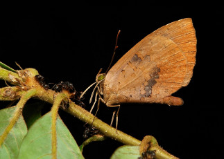 Картинка животные бабочки +мотыльки +моли itchydogimages бабочка макро узор крылья усики