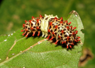 Картинка животные гусеницы макро необычная гусеница лист itchydogimages насекомое