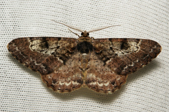 Картинка животные бабочки +мотыльки +моли itchydogimages вязанное полотно макро моль крылья усики узор