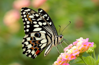 Картинка животные бабочки +мотыльки +моли крылья бабочка цветок