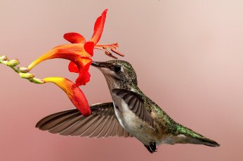 Картинка животные колибри птица цветок