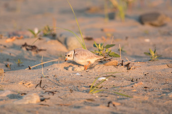 Картинка животные птицы птица песок трава яйца гнездо