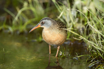 Картинка животные птицы трава вода птица