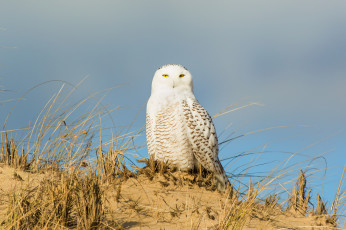 Картинка животные совы птица трава холм песок белая сова