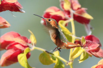 Картинка животные колибри клюв цветы птица
