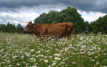 Картинка животные коровы +буйволы ромашки корова