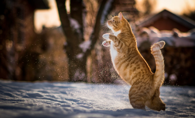 Обои картинки фото животные, коты, рыжий, котэ, снег, зима, на, задних, лапах, кот