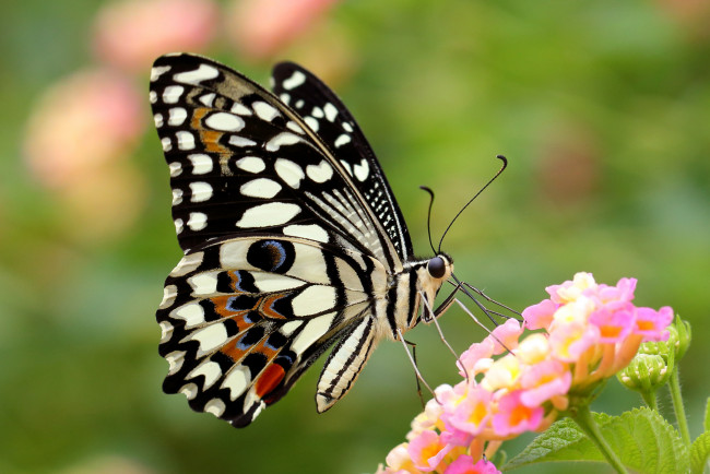 Обои картинки фото животные, бабочки,  мотыльки,  моли, крылья, бабочка, цветок