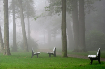 Картинка природа парк скамьи туман
