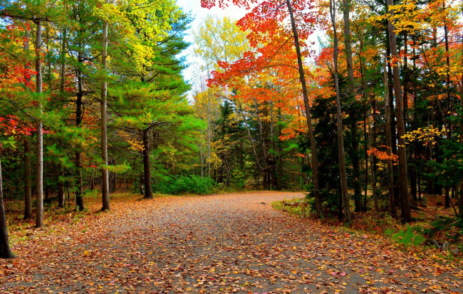 Обои картинки фото природа, дороги, осень, деревья, дорога, лес