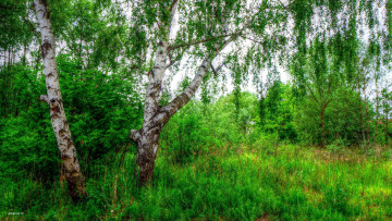 Картинка природа деревья лето береза