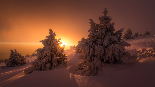Обои картинки фото природа, зима, ели, свет, деревья, снег, солнце
