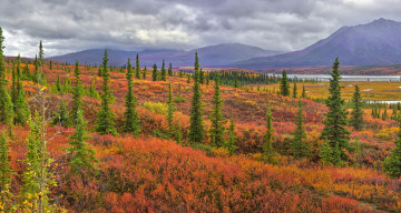Картинка природа пейзажи кустики ели горы деревья осень