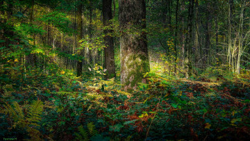 Картинка природа лес свет дерево зелень