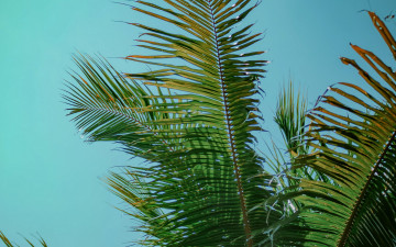 обоя природа, листья, пальма