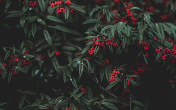 Картинка природа Ягоды красные ягоды