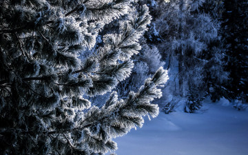 Картинка природа зима сосны
