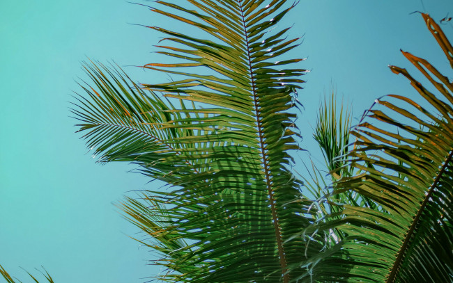 Обои картинки фото природа, листья, пальма