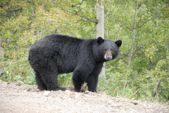Картинка барибал животные медведи лес хищник чёрный медведь