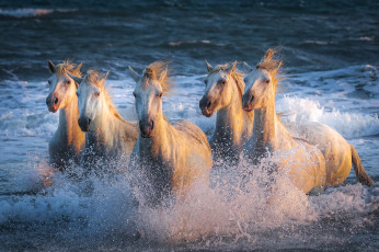 Картинка животные лошади галоп движение скачут бег табун брызги кони
