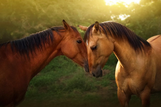 Обои картинки фото животные, лошади, зелень, буланый, гнедой, пара