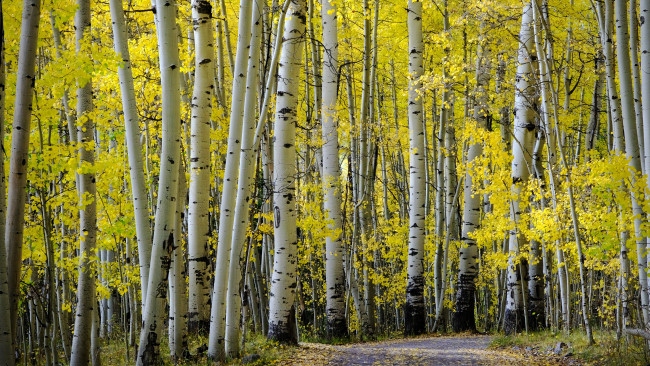 Обои картинки фото природа, деревья, дорога, осень, берёзы