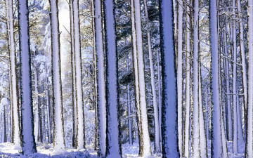 обоя природа, лес, деревья, снег, зима