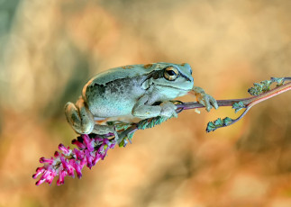 Картинка животные лягушки цветок лягушка стебель