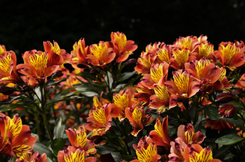 Картинка цветы альстромерия альстамерия оранжевый цветение