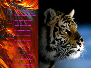 Картинка песнЯ тигра животные тигры