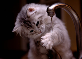 Картинка животные коты кошка кран лапа вода