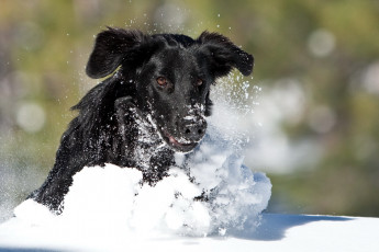 Картинка животные собаки собака зима снег